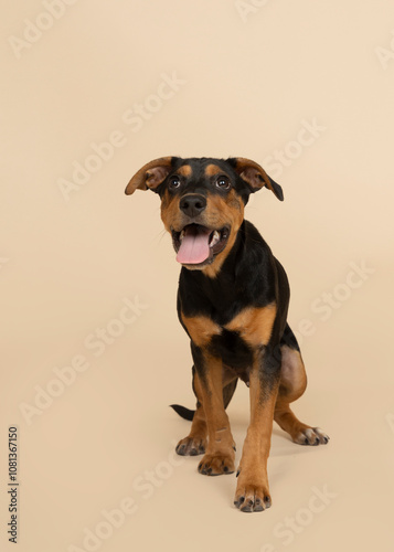 puppy on light brown background