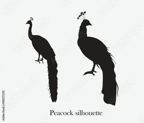 vector hand drawn beautiful peacock silhouette photo