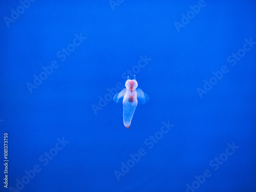 Hokkaido,Japan - November 13, 2024: Closeup of Clione, a kind of sea angel