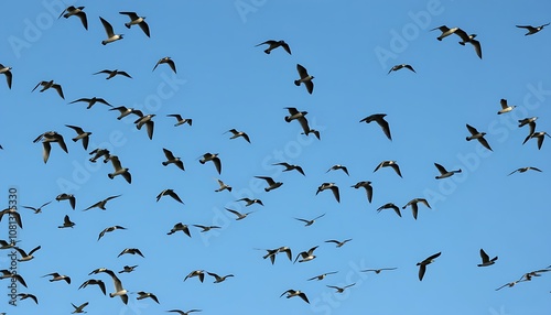 A harmonious scene of birds flying in the blue sky