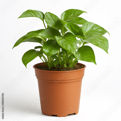 Wallpaper Mural A vibrant green pothos plant in a brown pot, showcasing lush leaves and a healthy appearance, perfect for indoor decoration. Torontodigital.ca