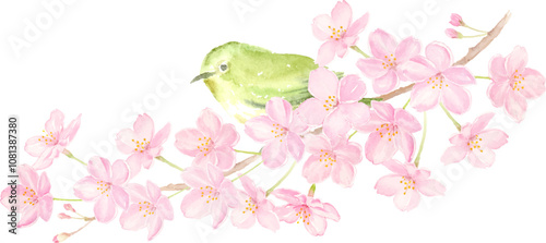 桜の枝にとまるメジロの水彩イラスト