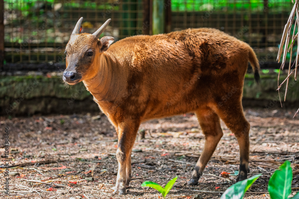 Φωτογραφία The Mountain Anoa (Bubalus quarlesi) is a small, rare buffalo species endemic to the forests of Sulawesi, Indonesia