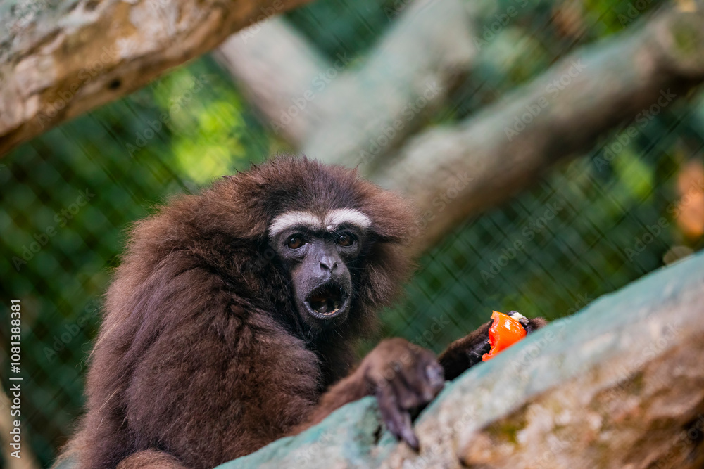 Fototapeta premium The agile gibbon (Hylobates agilis) is an Old World primate, and is a part of the gibbon family. It is native to Indonesia, specifically, on the island of Sumatra.