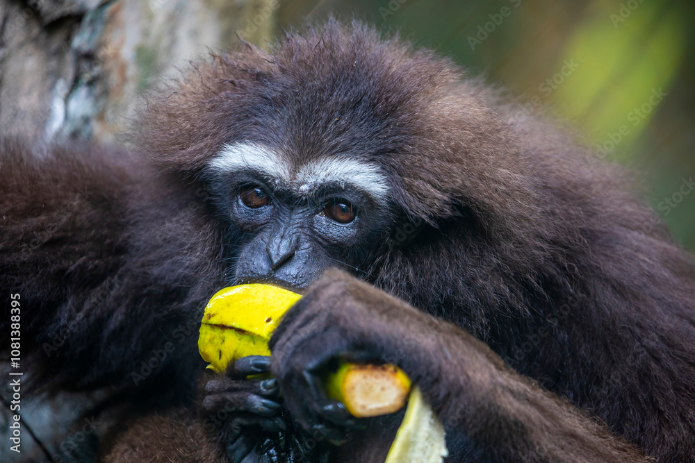 Obraz premium The agile gibbon (Hylobates agilis) is an Old World primate, and is a part of the gibbon family. It is native to Indonesia, specifically, on the island of Sumatra.