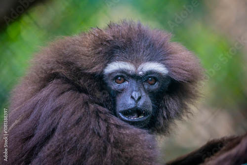 Photography The agile gibbon (Hylobates agilis)  is an Old World primate, and is a part of the gibbon family
