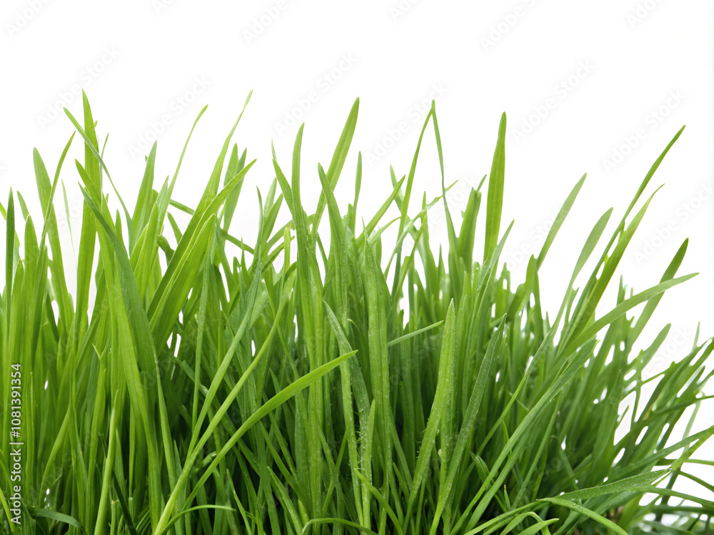green grass isolated on white background. grass, nature, isolated, spring, plant, lawn, white, summer, field, meadow, fresh, growth, grow, season, green, environment, macro, garden, bright, wheat, clo green grass isolated on white background. grass, nature, isolated, spring, plant, lawn, white, summer, field, meadow, fresh, growth, grow, season, green, environment, macro, garden, bright, wheat, clo