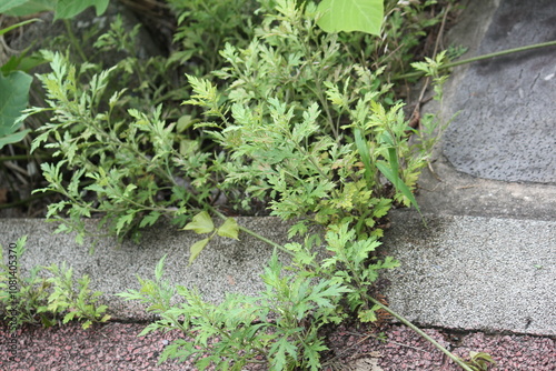 Image of mugwort blooming on the Daecheongcheon trail