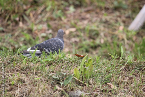 Image of pigeons searching for food on the Daecheongcheon trail