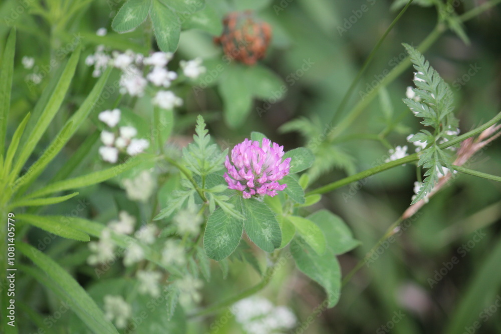 Image of blooming dogwoods and red clover on the Daecheongcheon Stream trail Image of blooming dogwoods and red clover on the Daecheongcheon Stream trail