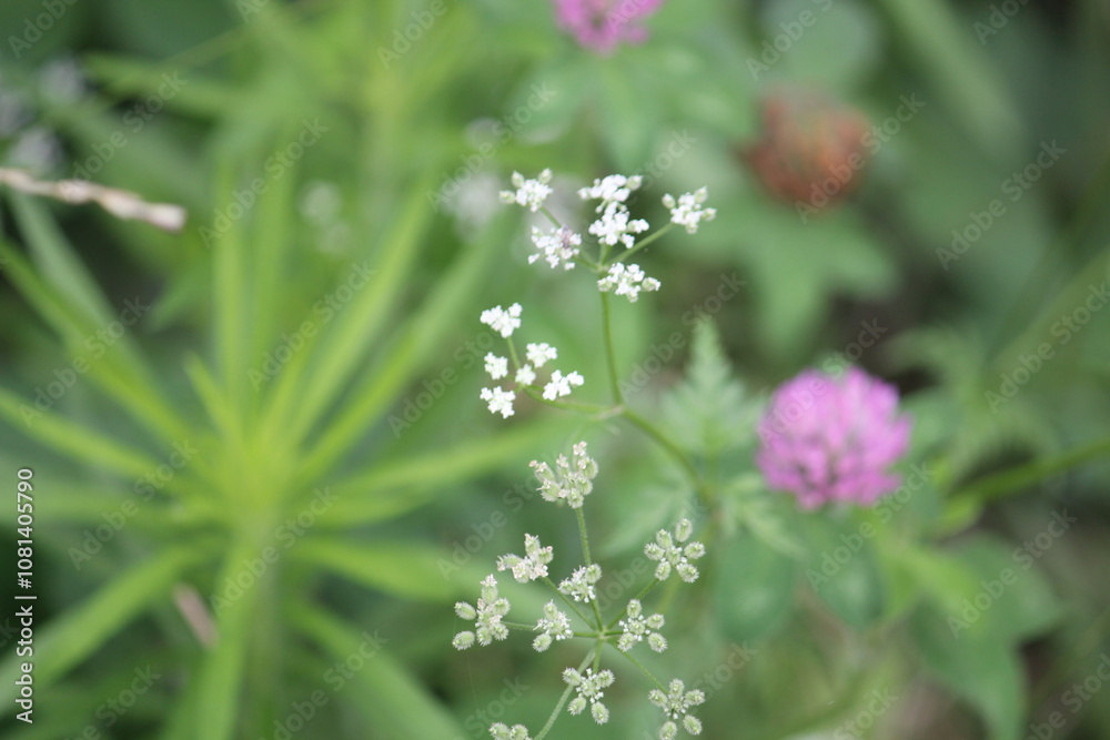 Image of blooming dogwoods and red clover on the Daecheongcheon Stream trail Image of blooming dogwoods and red clover on the Daecheongcheon Stream trail