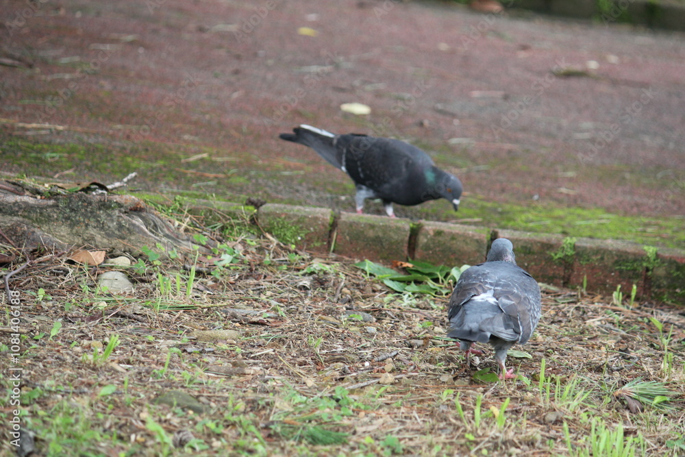 Image of pigeons looking for food on the Daecheongcheon trail Image of pigeons looking for food on the Daecheongcheon trail
