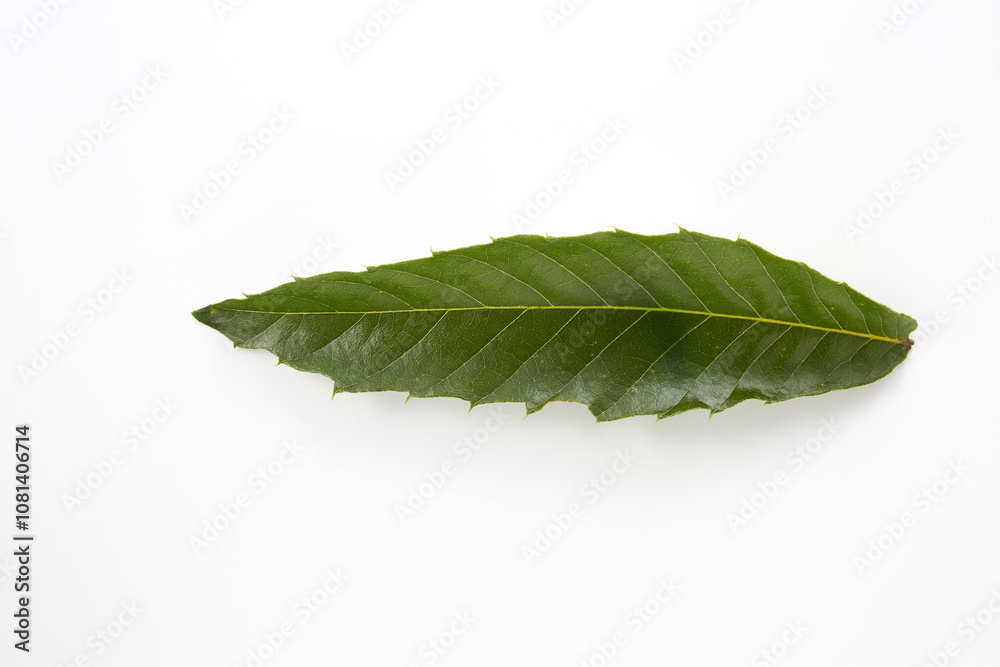 Fototapeta premium 栗の葉_日本料理に使うつまもの(かざり）