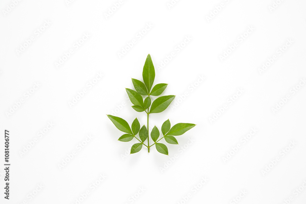 Obraz premium 南天_日本料理に使うつまもの(かざり)