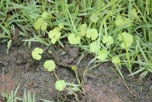 Image of the blooming aster on the Daecheongcheon Stream trail