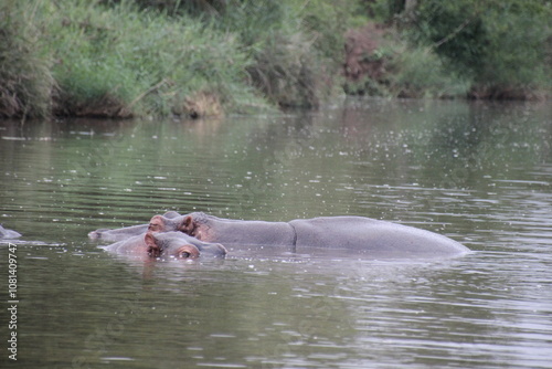 Hippo in water