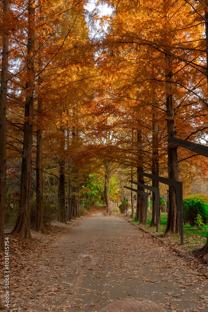 Fototapeta premium path in autumn forest