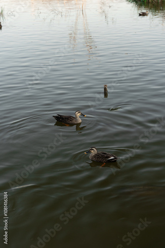 duck on the lake