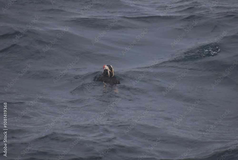 Fototapeta premium Tufted puffin pacific swim