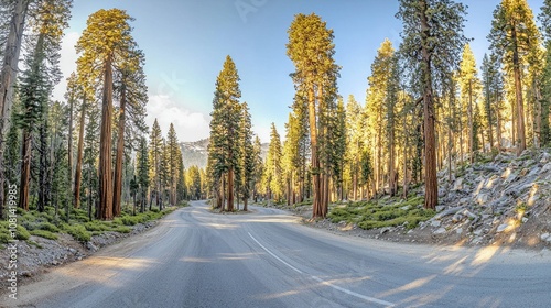 Scenic winding road through towering trees in a sunlit forest setting during daytime