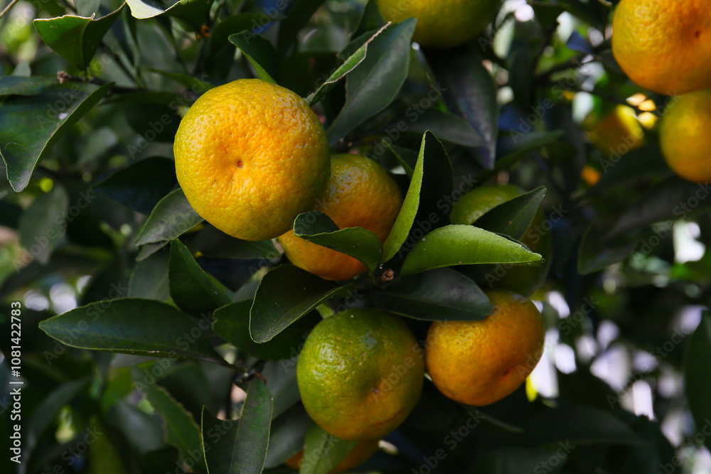 ripen yellow mandarin orange, botanical background ripen yellow mandarin orange, botanical background