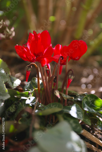 garden cyclamen in bloom, floral background photo