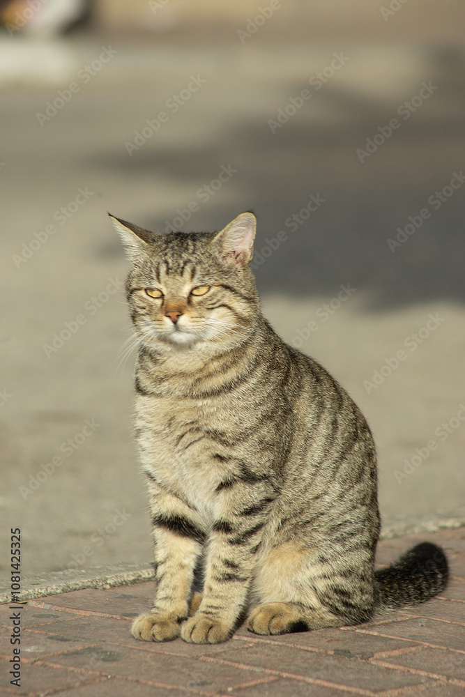 Obraz premium Gray striped Cat with extended tail walking on the street old town Budva, Montenegro. High quality photo