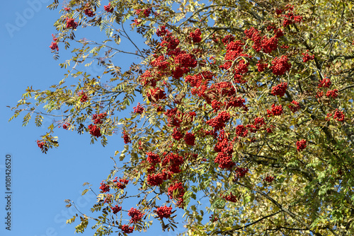  Large red autumn rowan tree against a blue sky. High quality photo