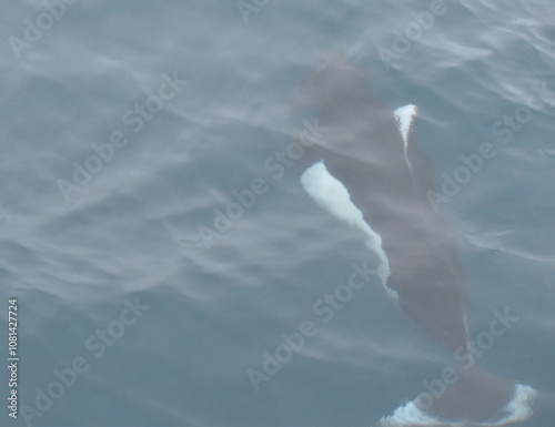 Playful Dall's Porpoise photo