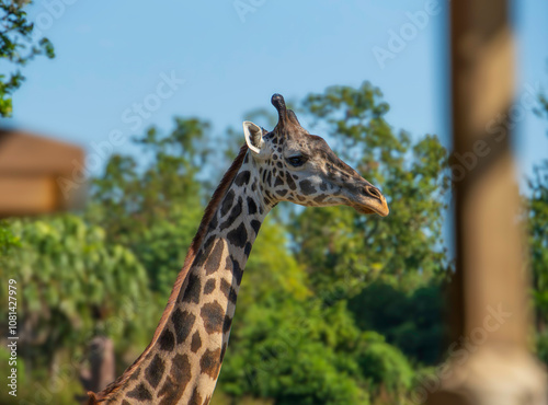 Photography portrait of a giraffe