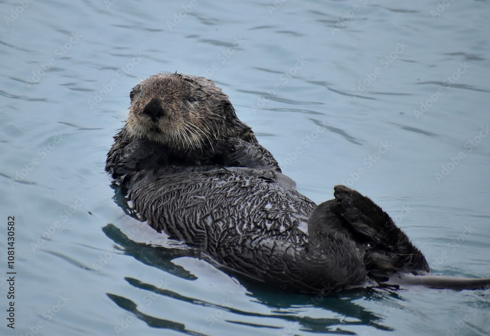Fototapeta premium Sleepy Seward Sea Otter