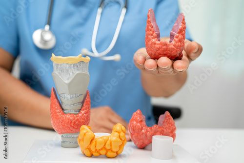 Hyperthyroidism, Overactive Thyroid, Thyroid Lymphoma, Asian doctor with thyroid gland human anatomy model in hospital. photo