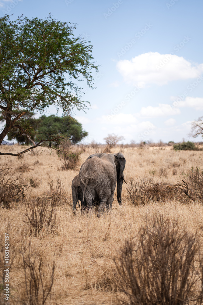 Fototapeta premium Elephant with calf in Africa