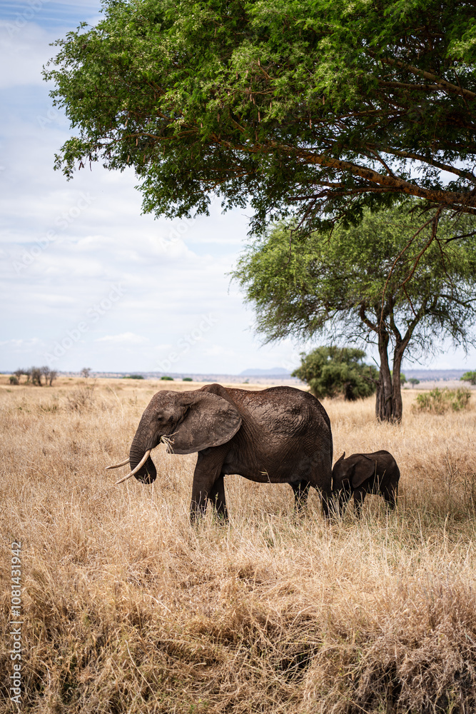 Elephant with calf in Africa Elephant with calf in Africa