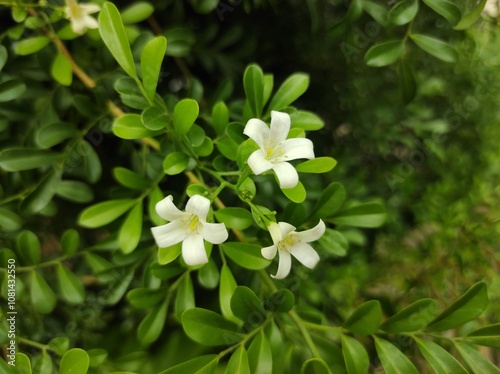 Orange jasmine in bloom