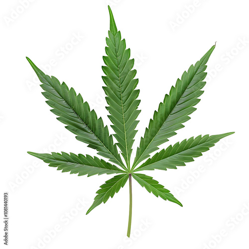 Isolated Green Marijuana Leaves on Transparent Background