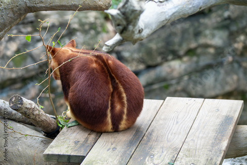 かわいいセスジキノボリカンガルーの後ろ姿 photo