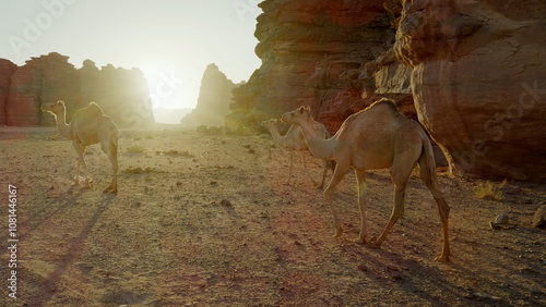Sunset glow on camels in Saudi Arabian desert