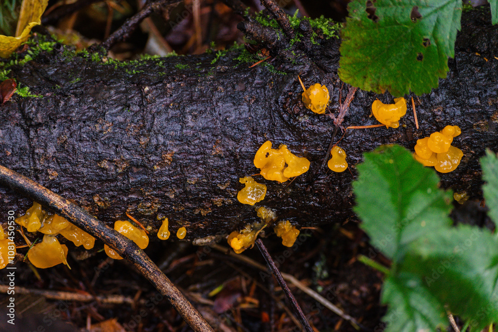 orange jelly spot, orange jelly, or orange witch's butter (Dacrymyces chrysospermus)
