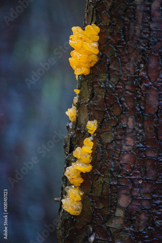 orange jelly spot, orange jelly, or orange witch's butter (Dacrymyces chrysospermus) photo