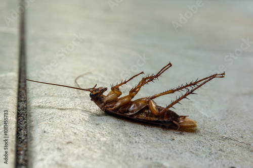 Dead cockroach on the floor after being sprayed with pesticide, Selective focus of a dead house cockroach in a supine position. photo