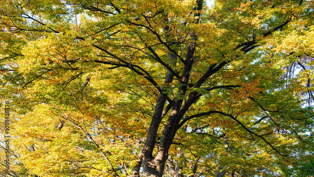 Autumn ginkgo yellow leaves Autumn ginkgo yellow leaves