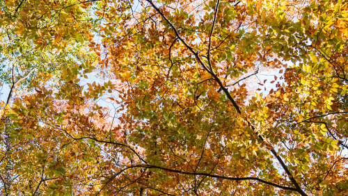Photography Autumn ginkgo yellow leaves