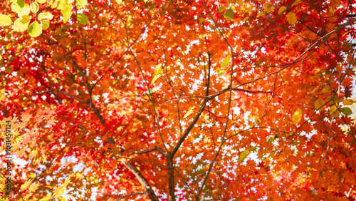 Photography Beautiful red leaves in autumn