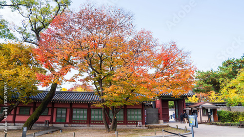 Canvas Print Beautiful red leaves in autumn