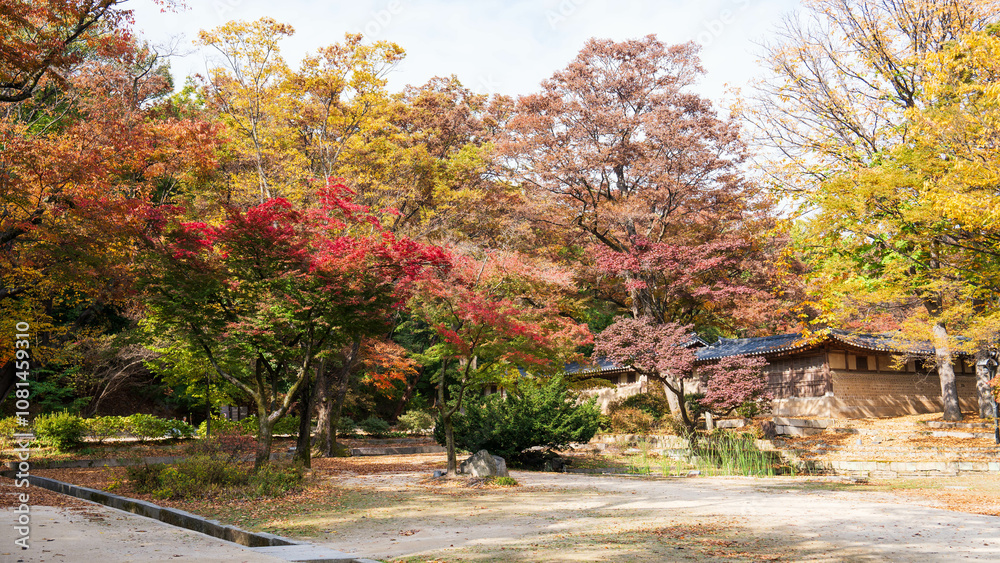 Naklejka premium Autumn ginkgo yellow leaves