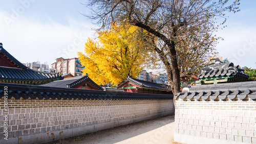 Photography Autumn ginkgo yellow leaves