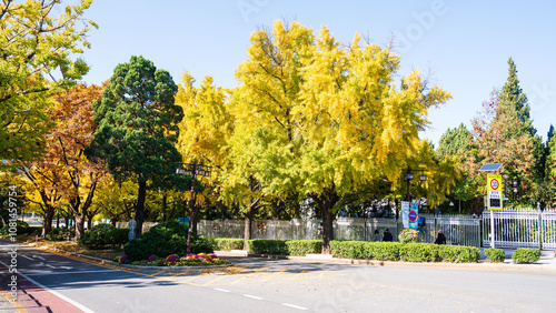 Canvas Print Autumn ginkgo yellow leaves