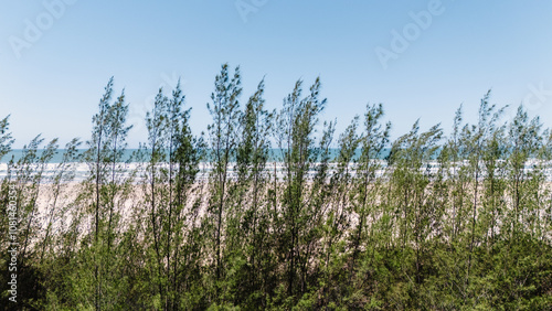 Beach on a sunny day, with several trees in the foreground. Empty and peaceful beach with a preserved environment. photo