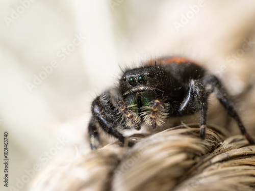 Close Up of a Bold Jumping Spider on a Rope